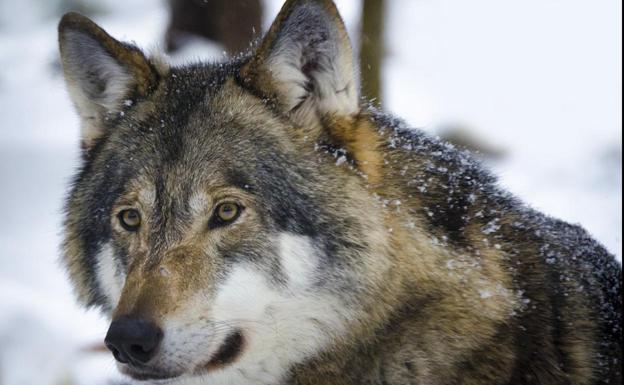 UPA ve una «tomadura de pelo» e «irresponsable» que no se atiendan las alegaciones de los ganaderos sobre el lobo