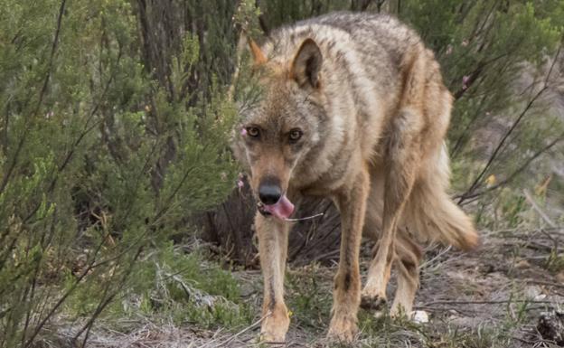 La Junta insta a Ribera a convocar una conferencia sobre el lobo y recuperar el diálogo