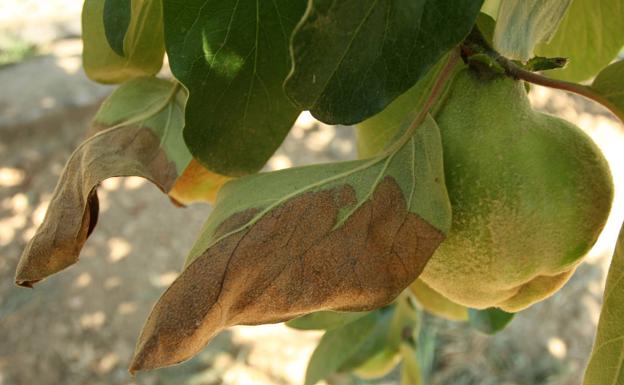 Recomiendan un tratamiento preventivo contra el fuego bacteriano en los frutales de pepita del Bierzo