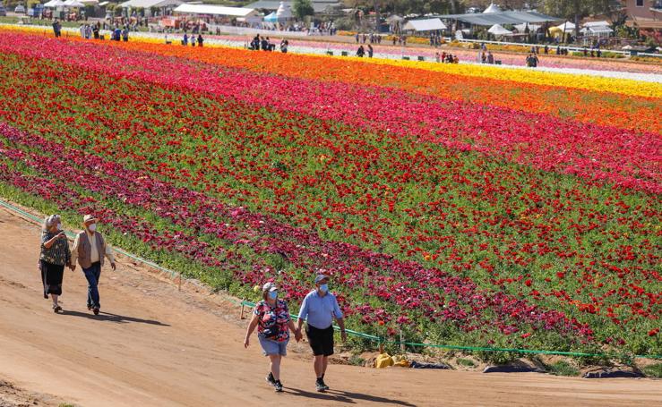 Campos de flores de cuento en San Diego (California)