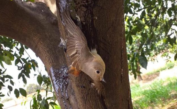 Un pegamento contra parásitos, trampa mortal para la fauna silvestre