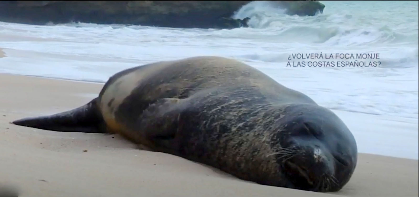 La ULE colaborará en un proyecto de conservación de la foca monje