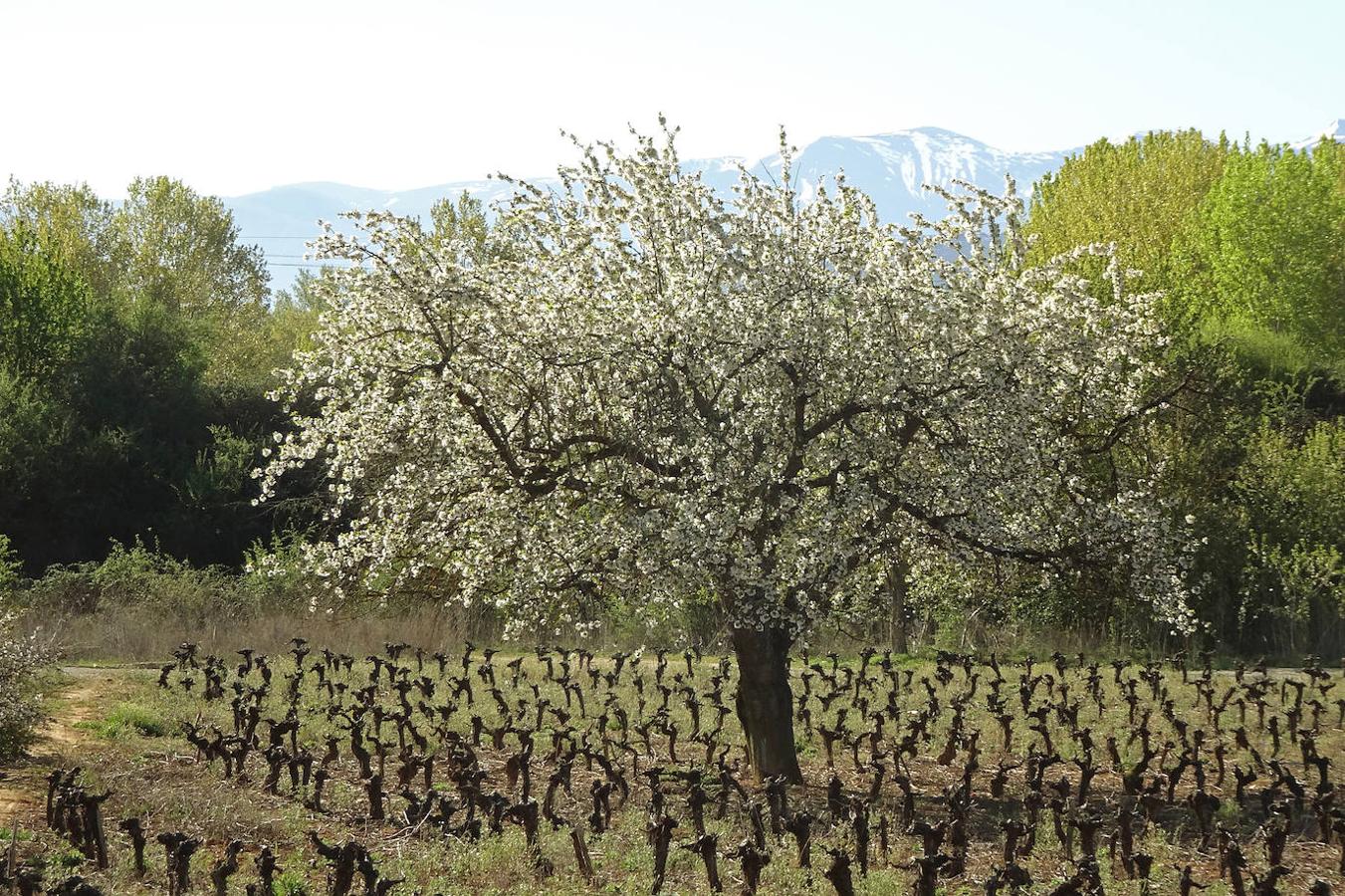 El cerezo florece en el Bierzo