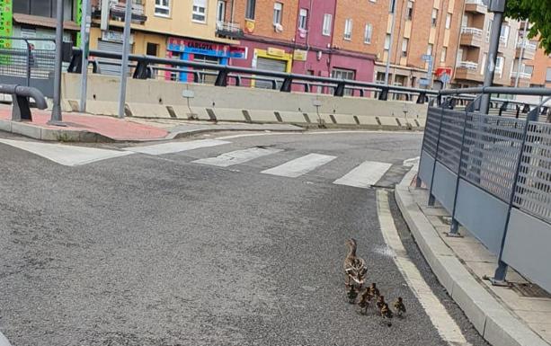 Patos de paseo por las calles leonesas