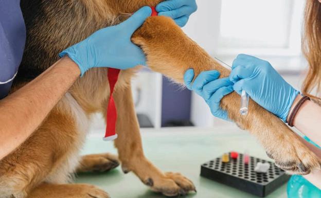 La Universidad de León oferta un curso un curso auxiliar quirúrgico veterinario