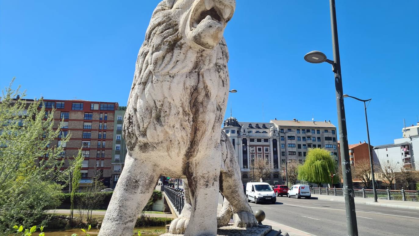 La delicada situación de los leones en el puente