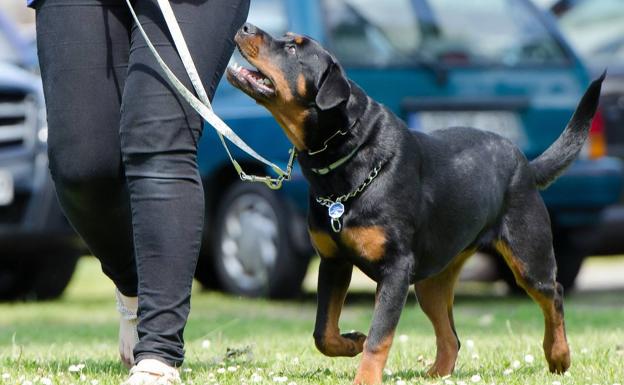 Últimos días de matrícula para tres cursos de ámbitos veterinario organizados por Indegsal