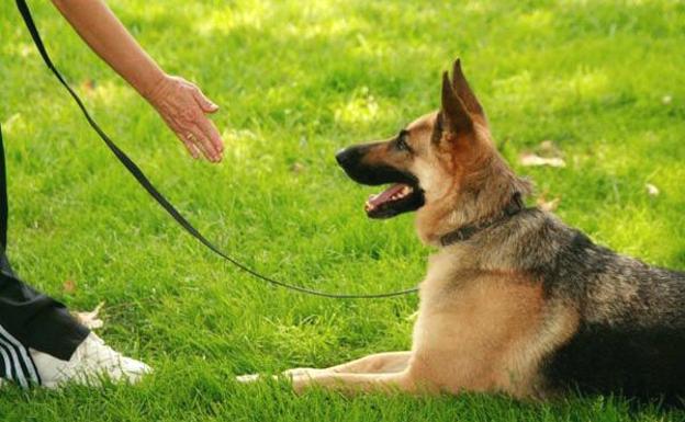 La Universidad de León oferta un curso auxiliar etología y adiestramiento canino