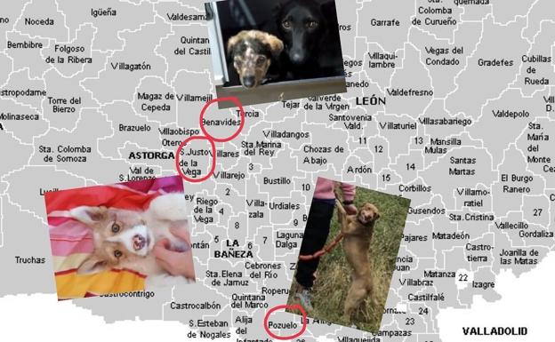 La Protectora de León recuerda a tres ayuntamientos leoneses su obligaciones con los abandonos de animales