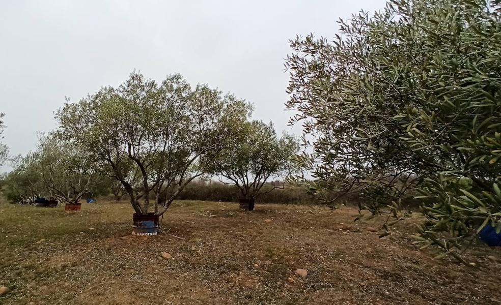 El oro líquido del Bierzo