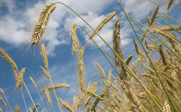 Cae el precio de la tonelada del trigo y la cebada en la lonja de León