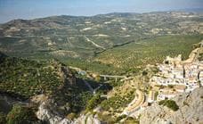 El olivar andaluz quiere ser patrimonio de la Humanidad