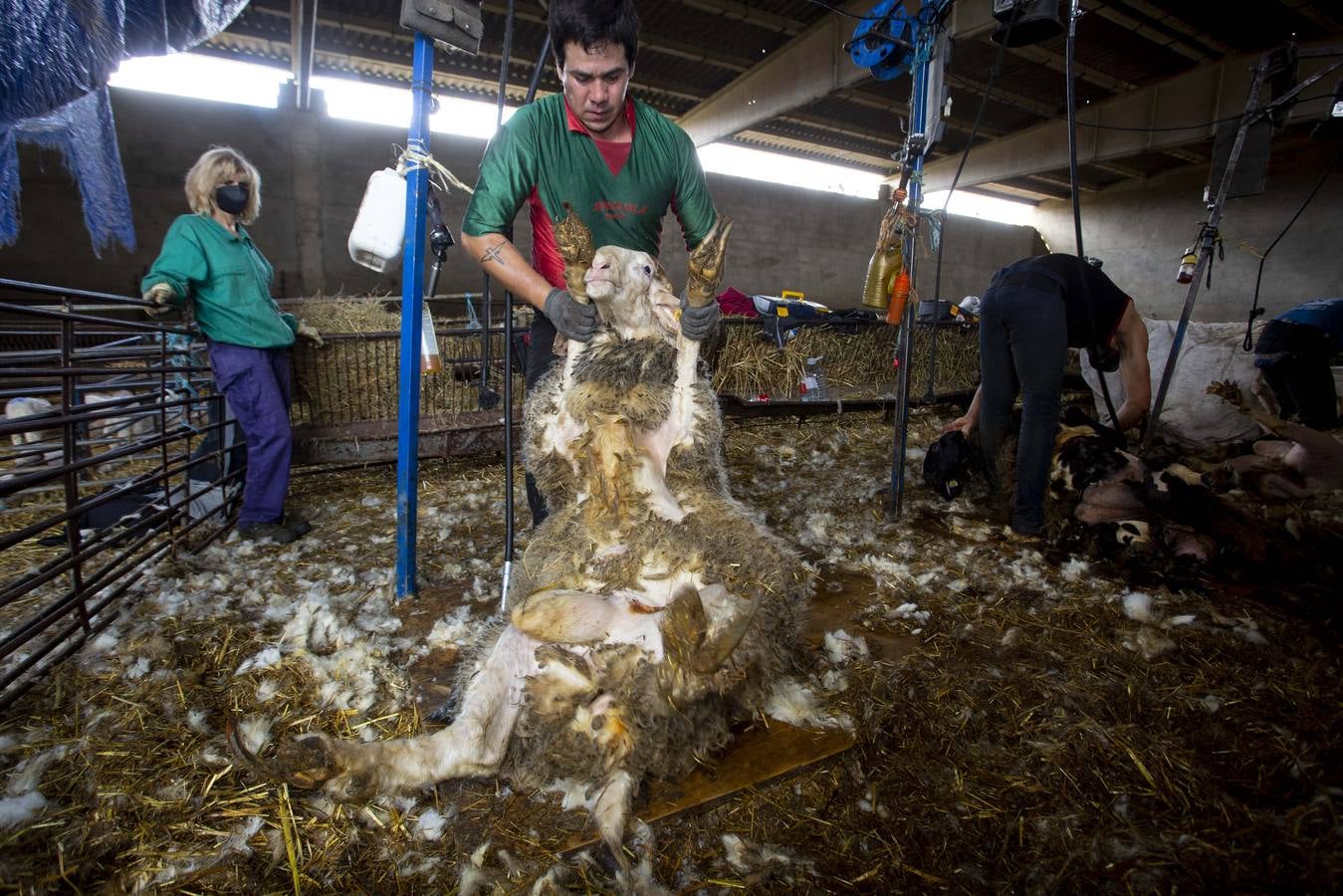 Esquiladores uruguayos trabajan en una explotación de Villafrechós