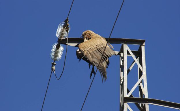La Junta celebra una jornada sobre corrección de tendidos eléctricos y biodiversidad
