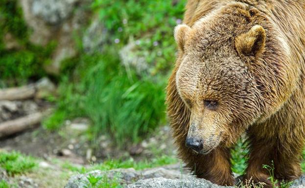 La expansión del oso suma 1.357 ataques a colmenas, ganado y frutales en diez años en León