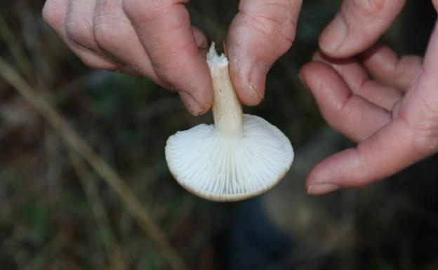 Las lluvias animan la campaña micológica: Castilla y León registra producciones «importantes» de perrechicos