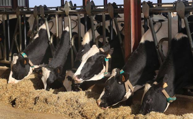 Asaja exige a la industria láctea que la subida de la leche compense el incremento de coste de las vacas