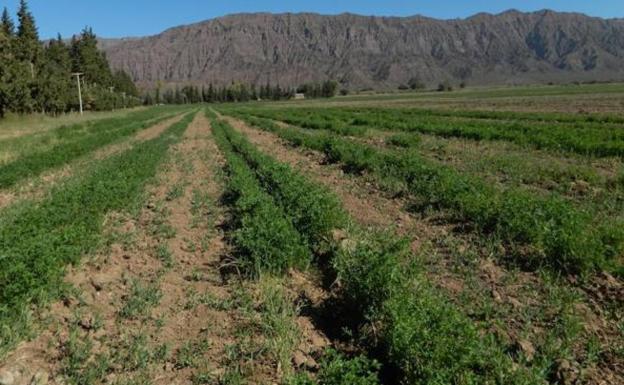 Las lluvias avanzan una buena campaña tanto de alfalfa como de forrajes en la provincia de León