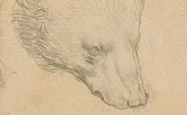 Detalle de 'Cabeza de oso', dibujo de Leonardo da Vinci. /christie's