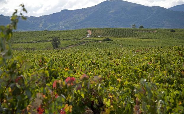 El Consejo Regulador de la Denominación de Origen Bierzo muestra su «más rotunda negativa» a la instalación del macro parque eólico de Trabadelo