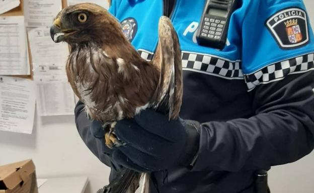 La Policía de San Andrés recoge a un ave rapaz herida y la traslada al Centro de Recuperación de Animales Silvestres de Castilla y León