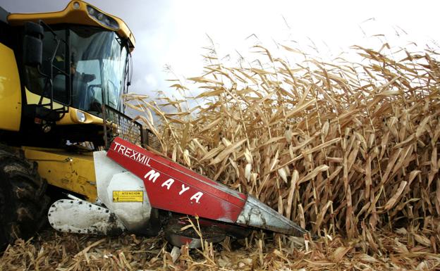 El maíz sigue con su tendencia al alza y su precio se incrementa en cuatro euros por tonelada