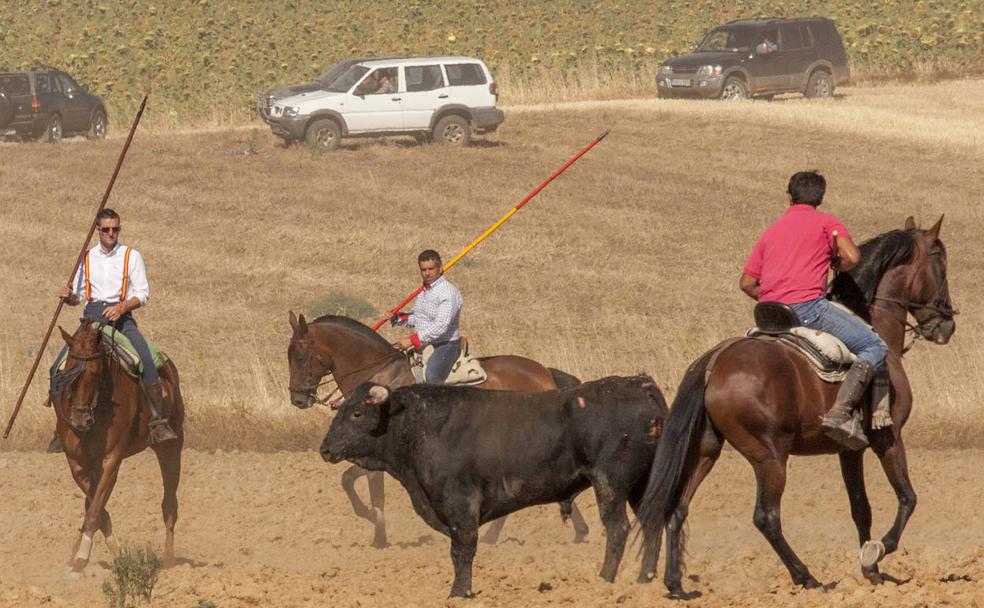 San Cristóbal de Entreviñas: carrera de cintas, encierros y honores a San Cristóbal