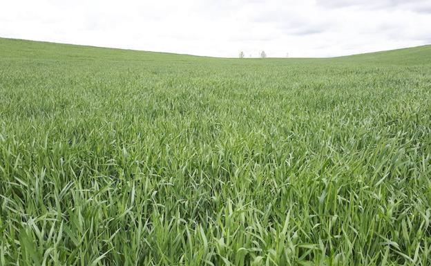 Asaja destaca que las lluvias contribuirán a una producción de cereales por encima de la media de los últimos diez años