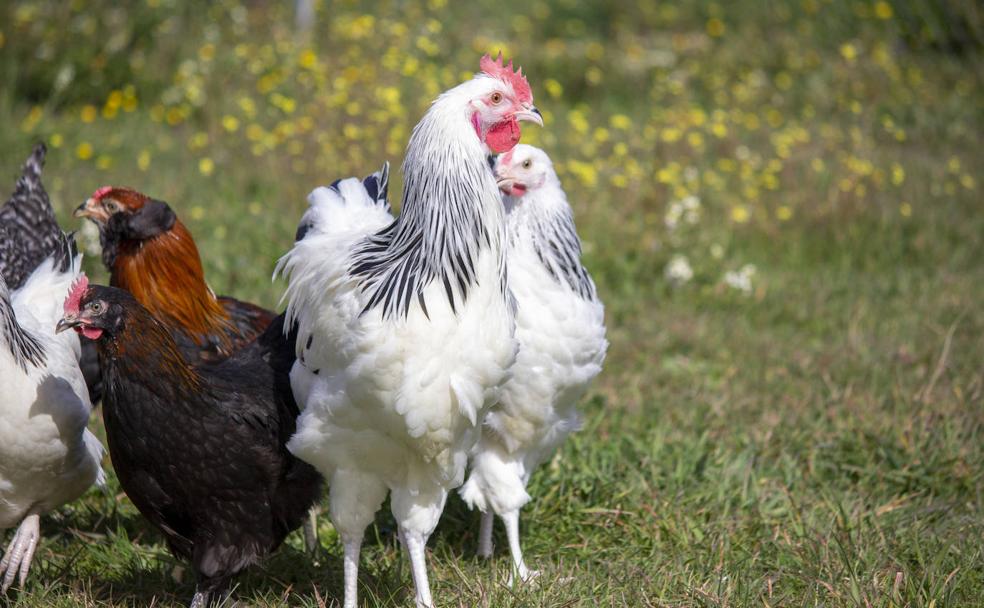 ¿Gallinas en el jardín? Sí, la avicultura de ocio está de moda