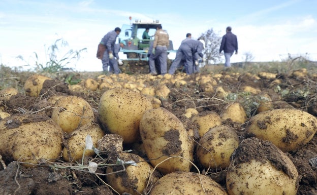 El Programa de Fomento del Empleo Agrario crece hasta los 4,67 millones