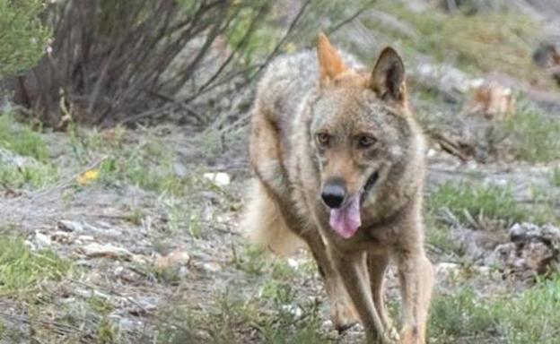 COAG, UPA y Asaja pedirán la dimisión de Teresa Ribera si no retira la nueva orden del lobo