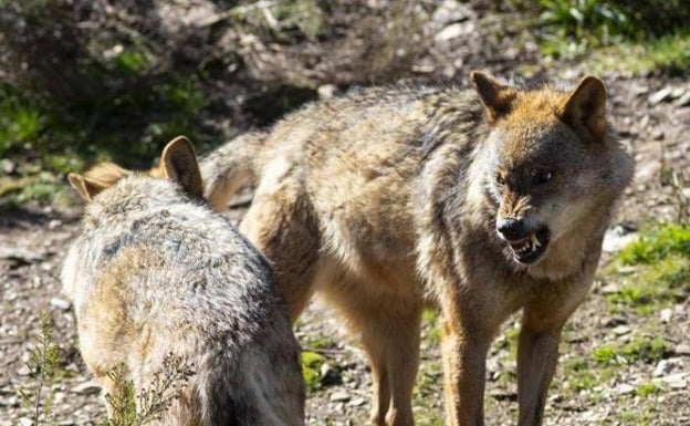 El lobo dejará de ser especie cinegética en toda España antes del 25 de septiembre de este año