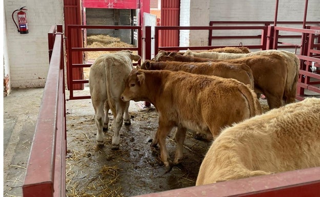 Los forrajes comienzan a cotizar en Salamanca y el vacuno sigue a la baja