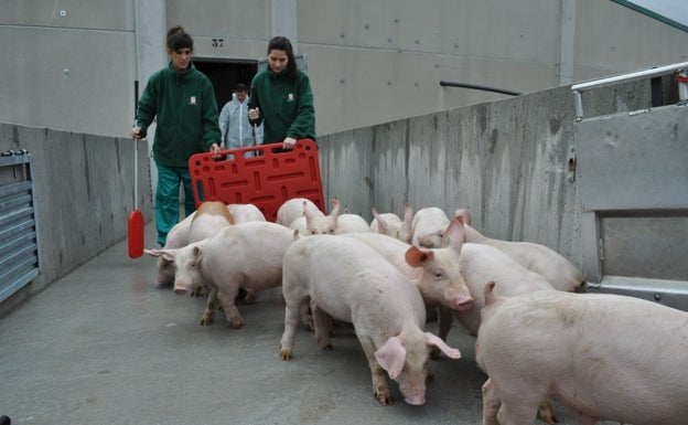 Los productores de porcino presentan un proyecto a Europa para generar biogás mediante purines