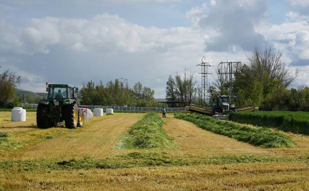 León producirá un 7% más de cereal este año y lo recogerá tres semanas antes de lo normal