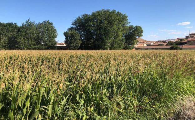 El cereal leonés sufre una pequeña caída en su valor mientras que la alfalfa comienza a cotizar
