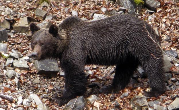 El oso pardo informa a sus congéneres de su ubicación y tamaño