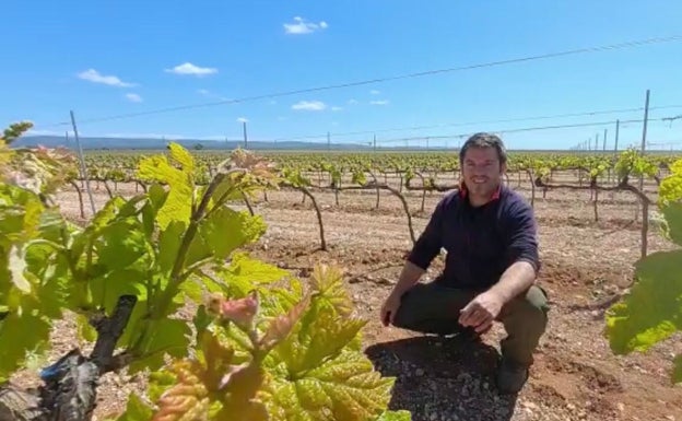 La poda en verde, clave para la calidad de la uva