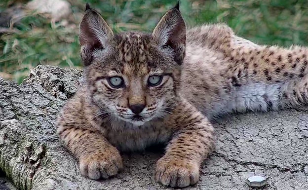 Nacen 23 cachorros de lince ibérico en los centros de cría nacionales