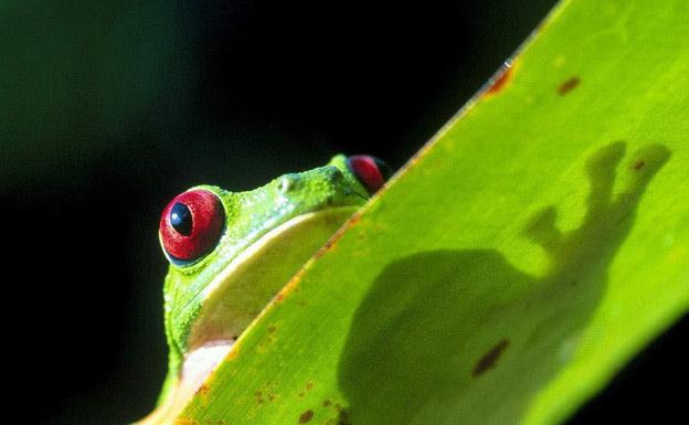 Las ranas perdieron los dientes en veinte ocasiones durante su evolución