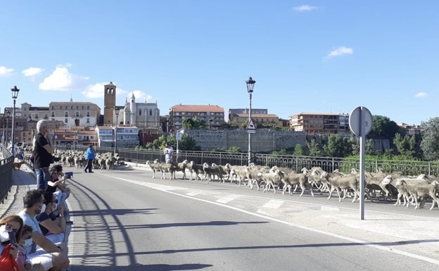 El rebaño de 1.400 merinas trashumantes recala en Tordesillas