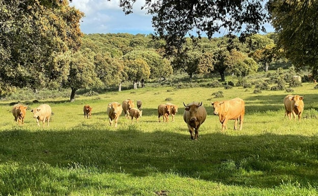 El sector ganadero reivindica su compromiso con la sostenibilidad en el Día del Medio Ambiente