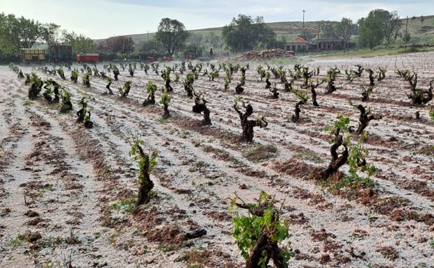 Las tormentas de pedrisco, cada vez más violentas y prematuras, dejan daños en 27.000 hectáreas