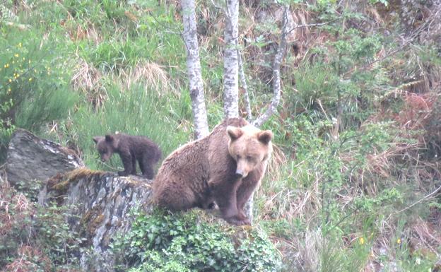 El oso pardo aprovecha la conexión de la Sierra de Cabrera para expandirse por Portugal