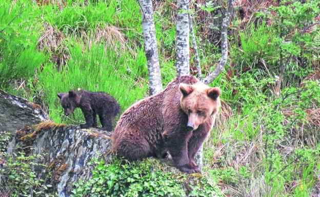 El oso pardo gana terreno