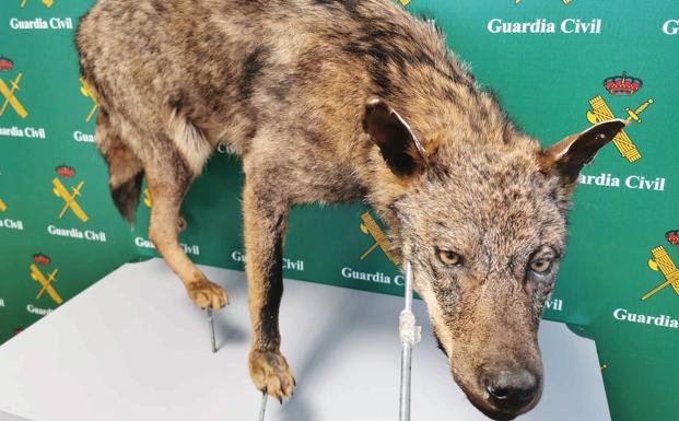 Investigan a tres hombres, uno de ellos leonés, por varios delitos de caza sobre el lobo ibérico