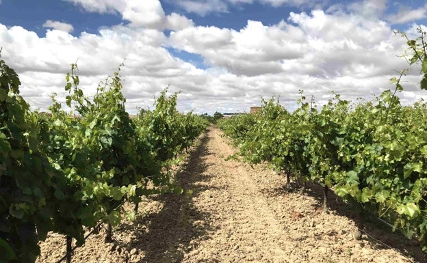 La DO Rueda aprueba la reducción de producción en un 15% por hectárea