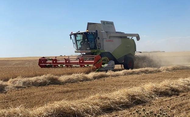 Ávila abre la siega de cereal en una campaña de rendimientos medios