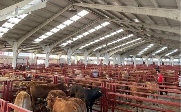 Porcino ibérico y lechazos encadenan una nueva subida en la Lonja de Salamanca