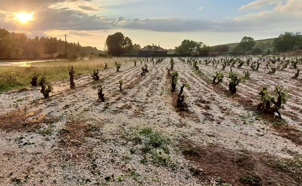 El pedrisco supondrá un reducción de 15 millones de kilos de uva en Ribera